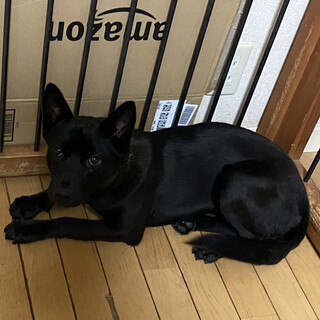 穏やか＊デビちゃんの家族を探しています