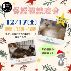 teamしっぽ　保護猫の譲渡会@大阪府茨木市