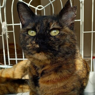 6/25石巻で里親探し会です！！母猫『サビ』