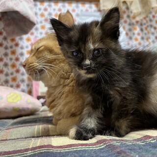 フワフワの女の子、ラテちゃん