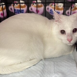 性格良し綺麗で可愛い白猫♡女子木綿さん