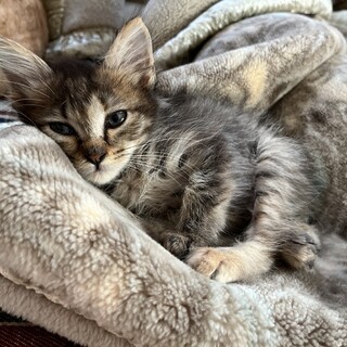 ふわふわのあまえんぼファナちゃん