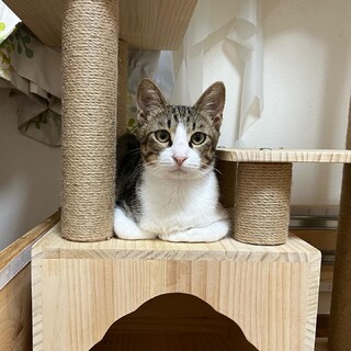 【2/21 再募集中】兄弟の大福くんと福豆くん