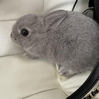 可愛いネザーランド・ドワーフ♪