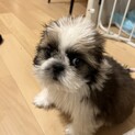 コロコロ「シーズームック」