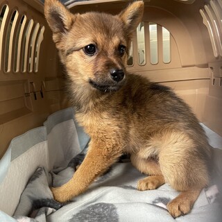 生後約2ヶ月の子犬里親緊急募集