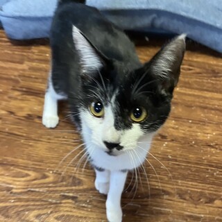  お膝大好きゴロゴロ甘えん坊ミミちゃん