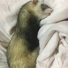 パスバレーフェレットセーブル♀ サムネイル3