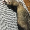 パスバレーフェレットセーブル♀ サムネイル4