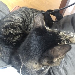 「フーゴ」サムネイル2