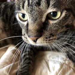 「フーゴ」サムネイル3