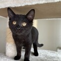 黒猫メス 2ヶ月（現在1組ご見学予定）