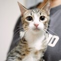 元気いっぱい美猫の♡ヒメちゃん♡（代理募集）