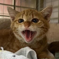 ねこの合同譲渡会