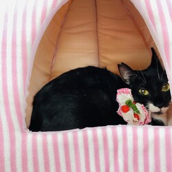 ねこの合同譲渡会 サムネイル2