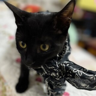 甘えん坊のメーテル