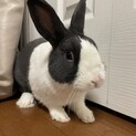 うさぎ（ダッチ）の里親募集