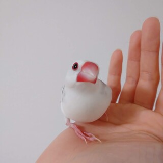 一歳の白文鳥オスです。