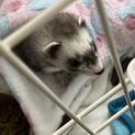 フェレットの里親募集
