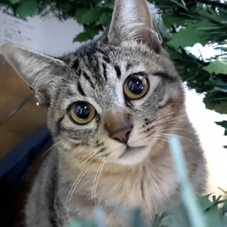 甘えん坊で人見知りなし⭐︎キジトラ男子ココア