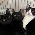 【12/18月島】単身初心者も相談可★黒白美猫姉妹