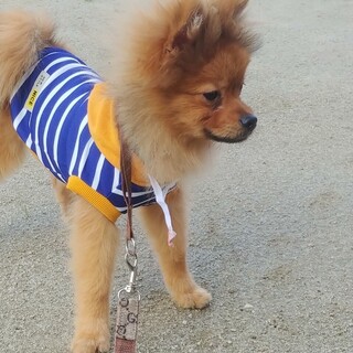 ライオンキング？　１歳ポメラニアン　レオくん