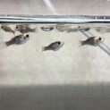熱帯魚 バルーンモーリー 稚魚 里親募集