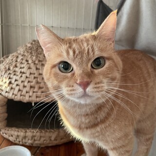 再募集　甘ったれの茶トラ　