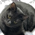黒猫4歳♀
