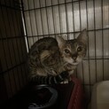 ベンガル