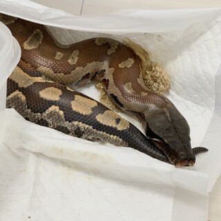 マラヤンブラッドパイソン