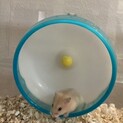 ジャンガリアンハムスター生後1ヶ月里親募集