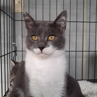 手足が白いかわいい男の子