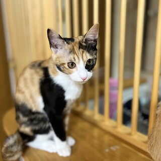 甘えんぼうのクロエ