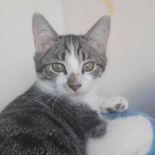 元気で甘えん坊、添い寝して欲しいチョロ君