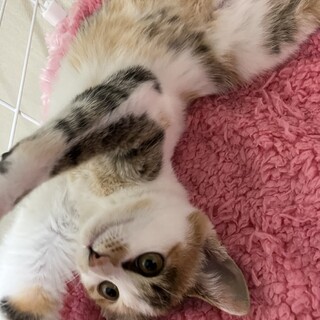 繊細でかわいいミーニャ