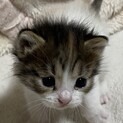 三毛の海ちゃん