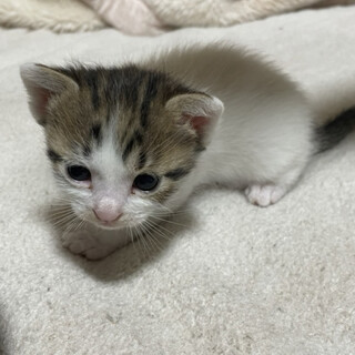 三毛の男の子のくーたん