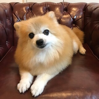 大きなお目目がかわいい！ガンバ君！