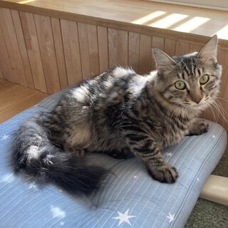 12/18西千葉ෆ⃛ふわふわ尻尾ෆ⃛さとしくん