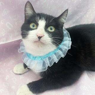 食いしん坊な白黒のハチワレぽんくん