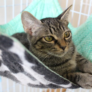 スイカちゃん　推定9か月