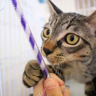 オクラちゃん　推定9カ月