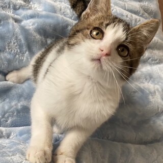 ワンちゃんとも共生できる人なれ白キジ坊や2か月