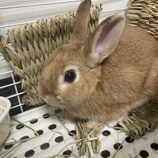 うさぎ（ネザーランドドワーフ）の里親募集します