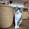 甘えん坊パリ♀
