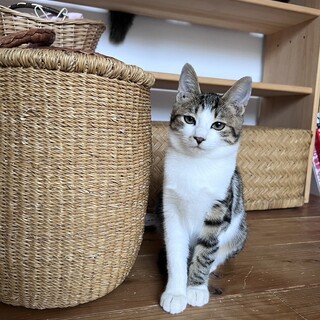 甘えん坊パリ♀