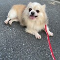 ころころチワワのどんぐり♪