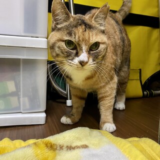 とっても甘えん坊な三毛トラちゃん