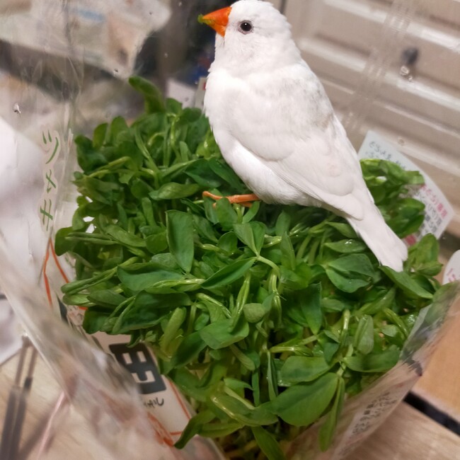 わくさちのカバー写真